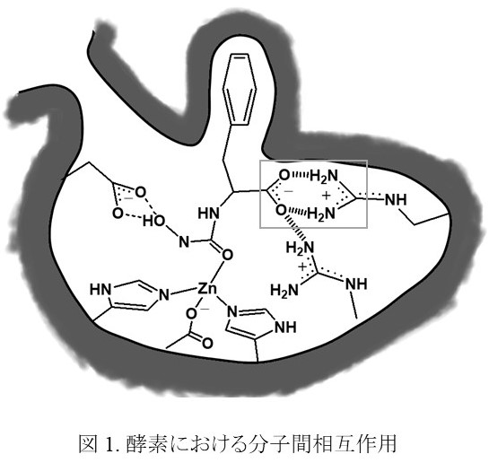 研究背景 分子認識化学研究室 研究背景 分子認識化学研究室